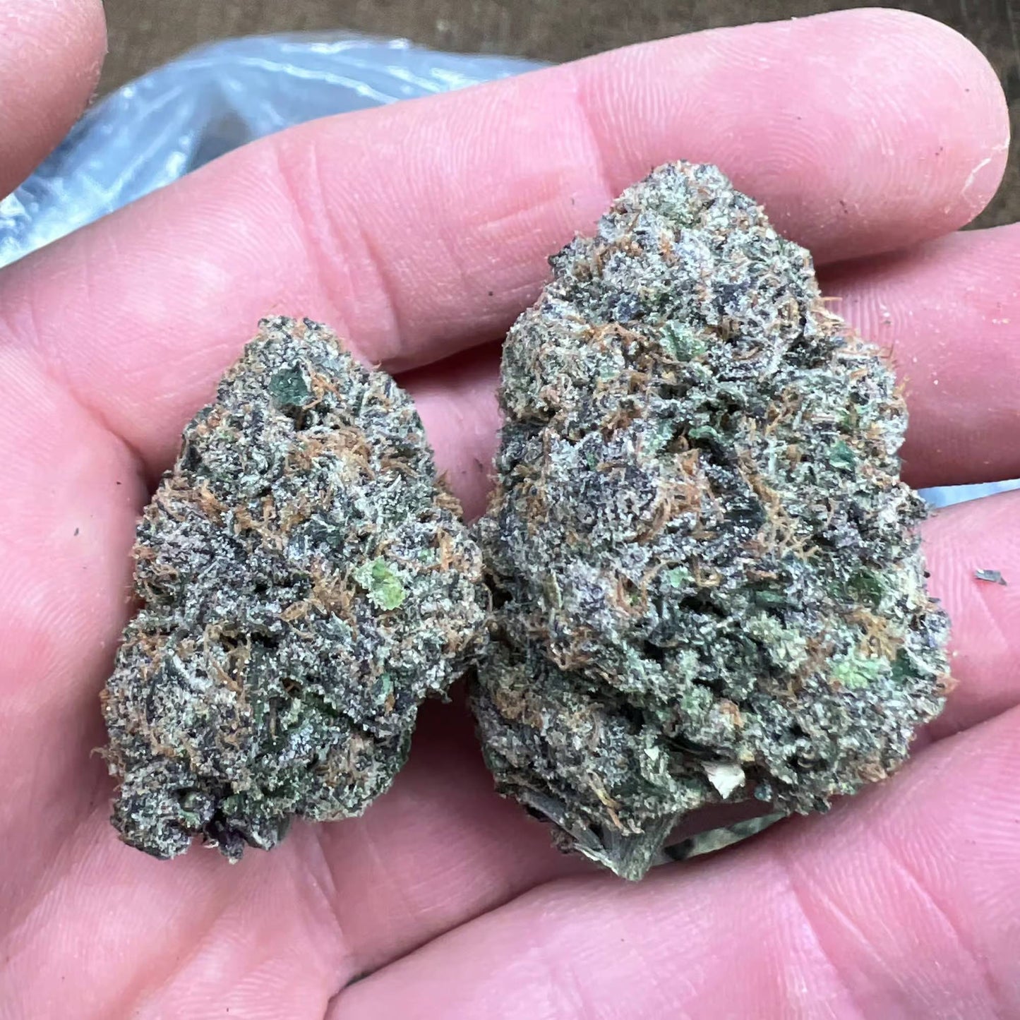 THCa Flower | Churro Gelato : HYBRID (33.06%)