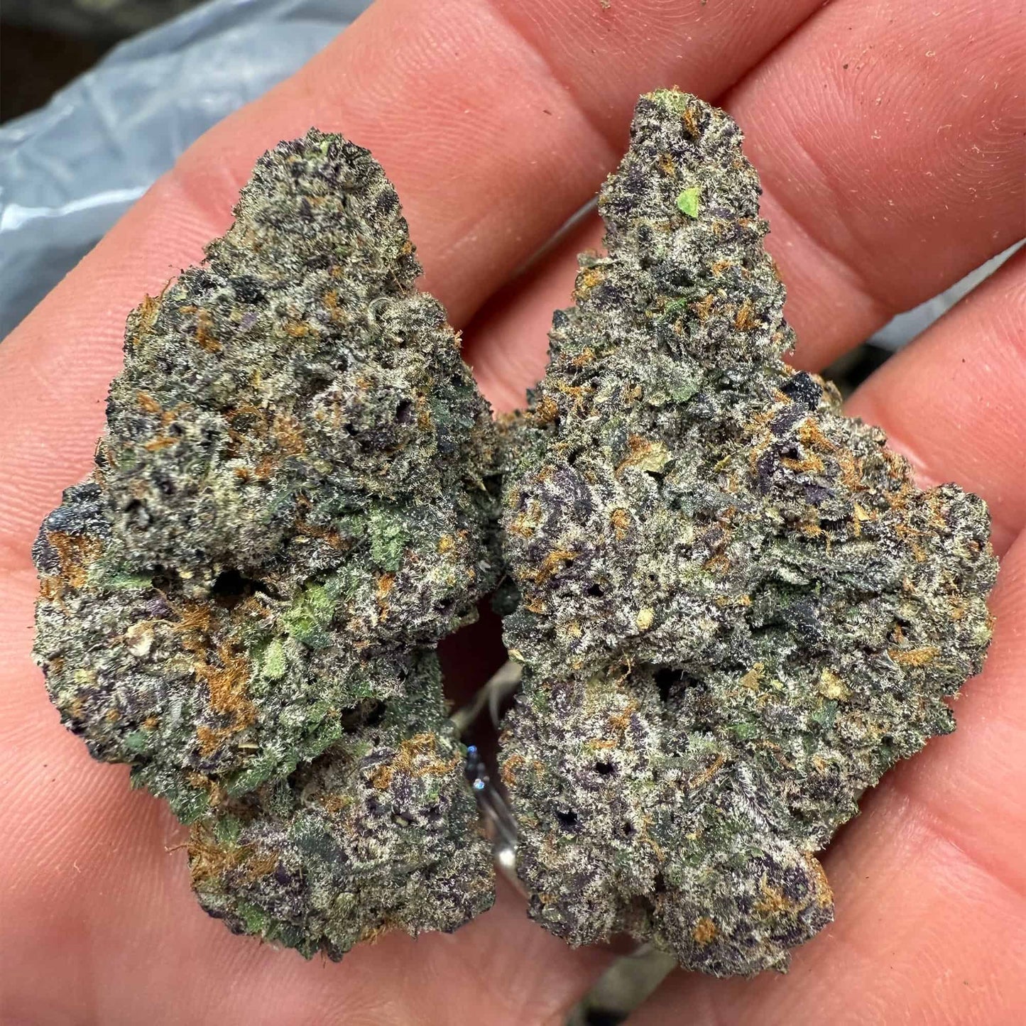 THCa Flower | Purple Runtz : HYBRID (40.57%)